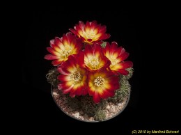 Sulcorebutia tarabucoensis EH6193-1 3382
